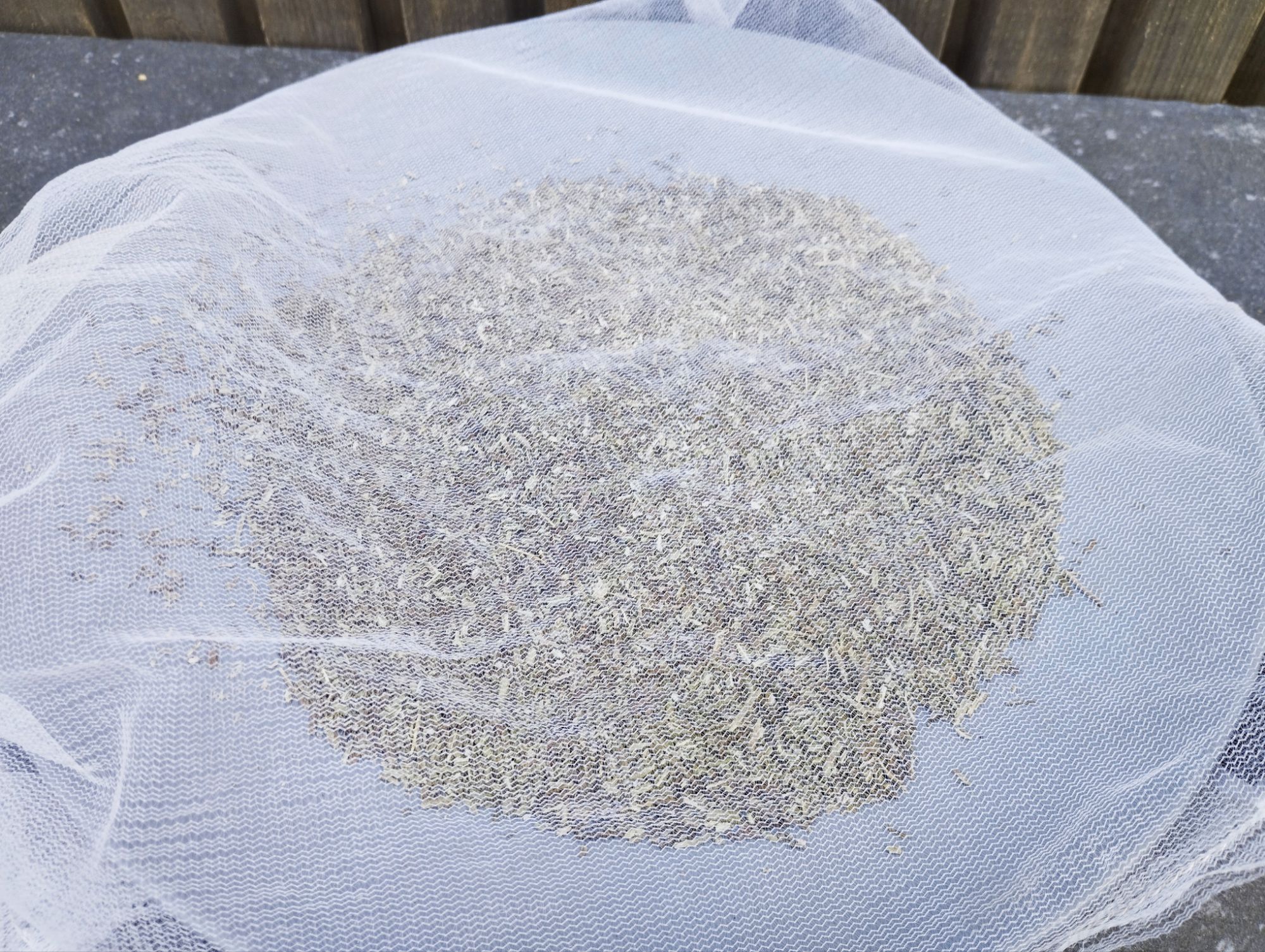 Drying and Grinding Rosemary - My little Homestead